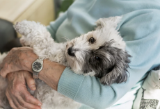 The 15 Best Dog Breeds for Seniors