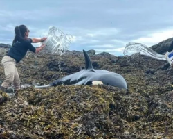 Good samaritans help beached whale by pouring buckets of water to keep it cool