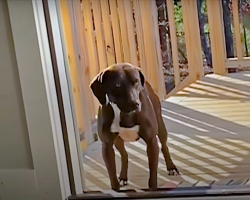 Wandering Pup Stays On Couple’s Porch Until They Adopt Her