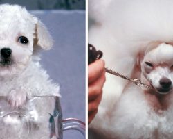 Man left shocked after being sold ferret as toy poodle