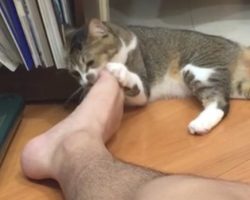 Cat Licks This Man’s Foot And Realizes He’s Made Worst Mistake Ever