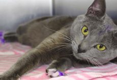 Never ignore a cat with painted paws, the reason is heartbreaking