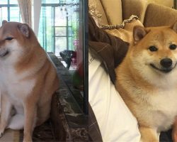 Balltze, Shiba Inu who became internet celebrity through “Cheems” meme, has died at 12 — rest in peace