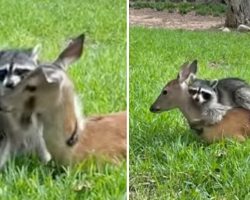 Raccoon forms sweet friendship with orphaned fawn, gives her lots of hugs
