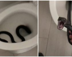 Woman returns from vacation and finds a large snake waiting in her toilet — watch the video