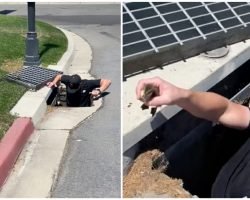 Couple stops to help ducklings trapped in storm drain — thank you