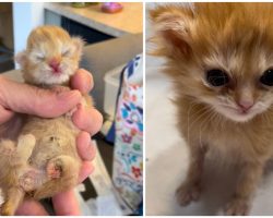 Dog finds feral stray kitten with malformed limbs — now he’s getting a second chance