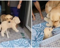 Golden retriever always carried around beloved stuffed dog — until he was surprised with a real puppy