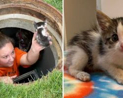 Rescue team goes extra mile to save kitten trapped in storm drain for 40 hours