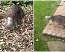 Animal rescue saves mother raccoon trapped in plastic jar