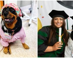 Therapy dog who helped nurses through pandemic receives honorary ‘dogtorate’ from university