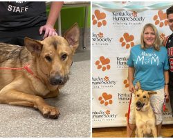 German shepherd was shot in the head in January — but now he has a loving new home
