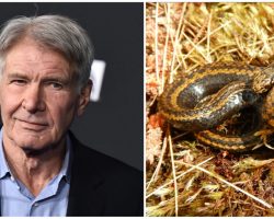 Harrison Ford has the best response after newly-discovered species of snake is named after him