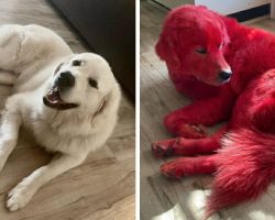 Woman dyes her Great Pyrenees dog bright red so he won’t get stolen