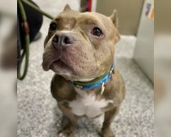 Pittie looks confused and heartbroken after being returned to shelter — now she’s looking for a new home