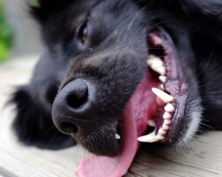 How To Identify Heat Stroke in Dogs