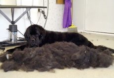 Shaving Your Dog’s Coat: Should You or Shouldn’t You?