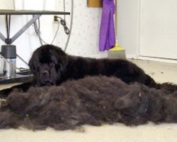 Shaving Your Dog’s Coat: Should You or Shouldn’t You?