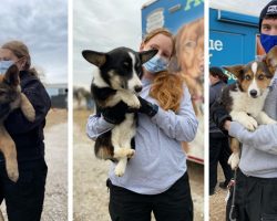 57 dogs saved from ‘horrific conditions’ of Missouri breeding operation