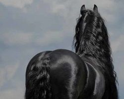 Frederik The Great Is Considered The World’s Most Beautiful Horse And It’s Not Hard To See Why