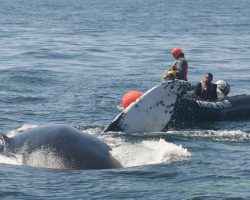 Rescuers free distressed mother whale from fishing net — thank you