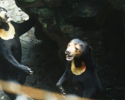 People think this sun bear is actually a human in a costume — zoo denies conspiracy theories