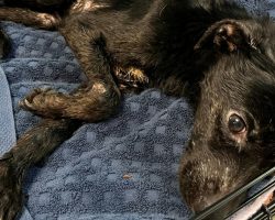 Chihuahua was found in “shocking condition” with a heartbreaking note — but now she’s on the road to recovery