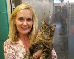 Lost cat reunites with owner after 11 years apart: ‘a reunion story for the record books’