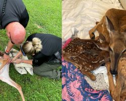 Police officers respond to call about distressed deer, help the doe give birth