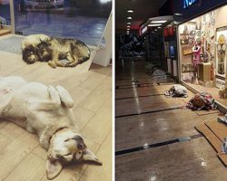 Mall stores in Istanbul give stray dogs a place to sleep during harsh winter weather