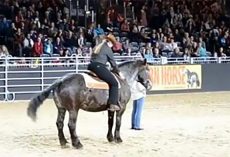 Horse takes to the stage and the music starts – you won’t believe this animal’s moves