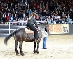 Horse takes to the stage and the music starts – you won’t believe this animal’s moves