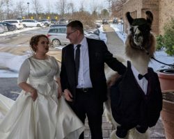 A man brought a llama to his sister’s wedding — viral pic shows the bride was not amused