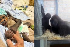 This orphaned baby gorilla was raised by the zookeeper who saved his life — now he has a new mom