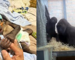 This orphaned baby gorilla was raised by the zookeeper who saved his life — now he has a new mom