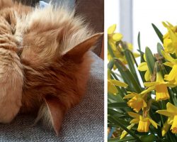 Warning: Beautiful spring bloom that can be deadly for your cat