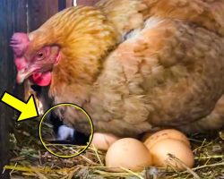 Farmer thinks hen laid eggs, gets closer and discovers she’s protecting something completely different