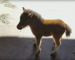 Mini horse can’t stop chasing cameraman