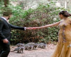 Pack of curious raccoons crashes a couple’s wedding photoshoot