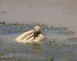 Kayakers find potato sack floating in river and hear a whimpering they cannot ignore