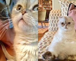 Taylor Swift’s cat Olivia Benson claims spot as world’s third richest cat, reportedly worth $97 million