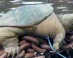 ‘Look at this guy!’ Giang snapping turtle wows kayakers on Chicago River