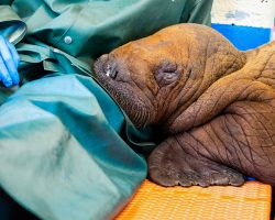 Orphaned baby walrus found in Alaska, getting care and cuddles from rescuers