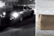 Man Dumps Box With Dying Baby Animal In Parking Lot And Drives Away