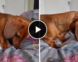 Dachshund puppy’s bedtime routine is simply hilarious