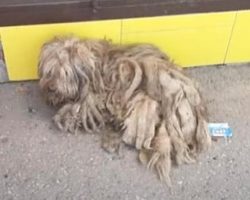 This Clump Of Matted Fur Wandered The Market Looking For Food