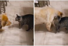 Cat Emotionally Greets Blind Dog Pal After One Month Apart