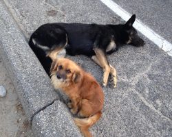 Stray dog refuses to leave pregnant dog’s side after she’s struck by a car
