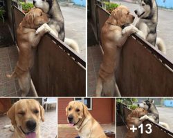 Lonely dog goes across the street to hug his best friend over the fence