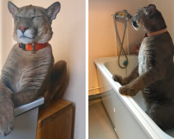Couple adopt sickly cat from zoo, now this 90 pound puma lives life as a domestic cat